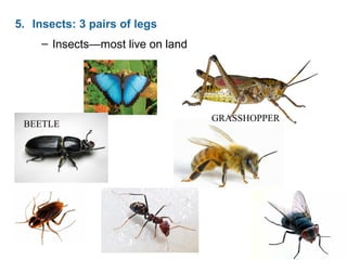– Insects—most live on land
GRASSHOPPER
BEETLE
5. Insects: 3 pairs of legs
 