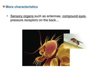 • Sensory organs such as antennae, compound eyes,
pressure receptors on the back…
More characteristics
 