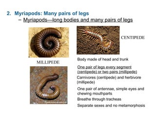 – Myriapods—long bodies and many pairs of legs
MILLIPEDE
CENTIPEDE
One pair of legs every segment
(centipede) or two pairs (millipede)
One pair of antennae, simple eyes and
chewing mouthparts
Breathe through tracheas
Carnivores (centipede) and herbivore
(millipede)
Separate sexes and no metamorphosis
Body made of head and trunk
2. Myriapods: Many pairs of legs
 