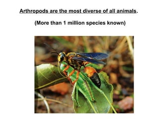 Arthropods are the most diverse of all animals.
(More than 1 million species known)
 