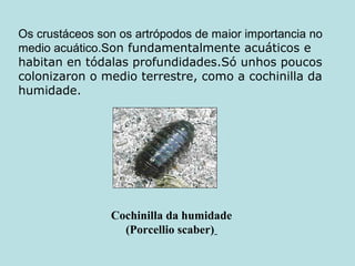 Os crustáceos son os artrópodos de maior importancia no
medio acuático.Son fundamentalmente acuáticos e
habitan en tódalas profundidades.Só unhos poucos
colonizaron o medio terrestre, como a cochinilla da
humidade.
Cochinilla da humidade
(Porcellio scaber)
 