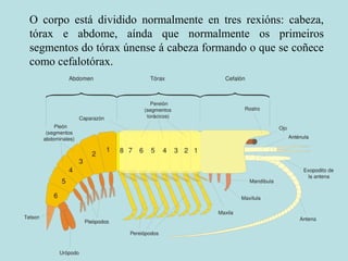 O corpo está dividido normalmente en tres rexións: cabeza,
tórax e abdome, aínda que normalmente os primeiros
segmentos do tórax únense á cabeza formando o que se coñece
como cefalotórax.
 