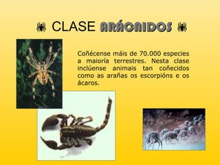  CLASE ARÁCNIDOSARÁCNIDOS 
Coñécense máis de 70.000 especies
a maioría terrestres. Nesta clase
inclúense animais tan coñecidos
como as arañas os escorpións e os
ácaros.
 