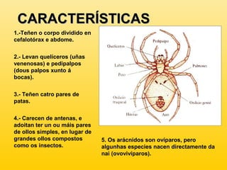 CARACTERÍSTICASCARACTERÍSTICAS
1.-Teñen o corpo dividido en
cefalotórax e abdome.
2.- Levan quelíceros (uñas
venenosas) e pedipalpos
(dous palpos xunto á
bocas).
3.- Teñen catro pares de
patas.
4.- Carecen de antenas, e
adoitan ter un ou máis pares
de ollos simples, en lugar de
grandes ollos compostos
como os insectos.
5. Os arácnidos son ovíparos, pero
algunhas especies nacen directamente da
nai (ovovivíparos).
 
