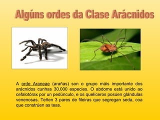 A orde Araneae (arañas) son o grupo máis importante dos
arácnidos cunhas 30.000 especies. O abdome está unido ao
cefalotórax por un pedúnculo, e os quelíceros posúen glándulas
venenosas. Teñen 3 pares de fileiras que segregan seda, coa
que constrúen as teas.
 