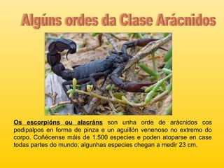 Os escorpións ou alacráns son unha orde de arácnidos cos
pedipalpos en forma de pinza e un aguillón venenoso no extremo do
corpo. Coñécense máis de 1.500 especies e poden atoparse en case
todas partes do mundo; algunhas especies chegan a medir 23 cm.
 
