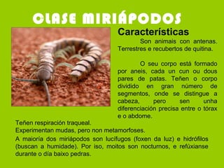 CLASE MIRIÁPODOS
A maioría dos miriápodos son lucífugos (foxen da luz) e hidrófilos
(buscan a humidade). Por iso, moitos son nocturnos, e refúxianse
durante o día baixo pedras.
Características
Son animais con antenas.
Terrestres e recubertos de quitina.
O seu corpo está formado
por aneis, cada un cun ou dous
pares de patas. Teñen o corpo
dividido en gran número de
segmentos, onde se distingue a
cabeza, pero sen unha
diferenciación precisa entre o tórax
e o abdome.
Teñen respiración traqueal.
Experimentan mudas, pero non metamorfoses.
 