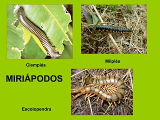 .
Ciempiés
Milpiés
Escolopendra
MIRIÁPODOS
 