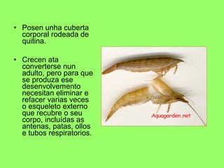• Posen unha cuberta
corporal rodeada de
quitina.
• Crecen ata
converterse nun
adulto, pero para que
se produza ese
desenvolvemento
necesitan eliminar e
refacer varias veces
o esqueleto externo
que recubre o seu
corpo, incluídas as
antenas, patas, ollos
e tubos respiratorios.
 