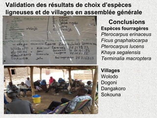 Validation des résultats de choix d’espèces
ligneuses et de villages en assemblée générale
Conclusions
Espèces fourragères
Pterocarpus erinaceus
Ficus gnaphalocarpa
Pterocarpus lucens
Khaya segalensis
Terminalia macroptera
Villages
Wolodo
Dogoni
Dangakoro
Sokouna
 