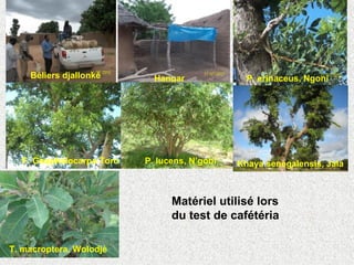 Béliers djallonké Hangar P. erinaceus, Ngoni
F. Gnaphalocarpa Toro P. lucens, N’gobi Khaya senegalensis, Jala
T. macroptera, Wolodjè
Matériel utilisé lors
du test de cafétéria
 