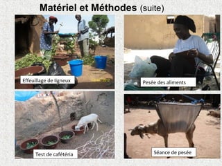 Effeuillage de ligneux Pesée des aliments
Séance de peséeTest de cafétéria
Matériel et Méthodes (suite)
 