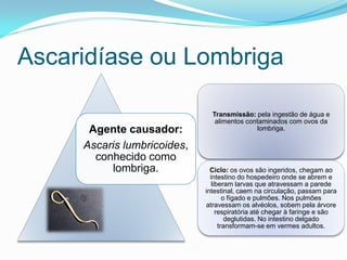 Ascaridíase ou Lombriga
Agente causador:
Ascaris lumbricoides,
conhecido como
lombriga.
Transmissão: pela ingestão de água e
alimentos contaminados com ovos da
lombriga.
Ciclo: os ovos são ingeridos, chegam ao
intestino do hospedeiro onde se abrem e
liberam larvas que atravessam a parede
intestinal, caem na circulação, passam para
o fígado e pulmões. Nos pulmões
atravessam os alvéolos, sobem pela árvore
respiratória até chegar à faringe e são
deglutidas. No intestino delgado
transformam-se em vermes adultos.
 