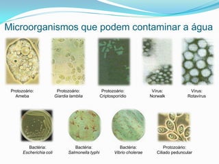 Microorganismos que podem contaminar a água
Protozoário:
Ameba
Protozoário:
Giardia lamblia
Protozoário:
Criptosporídio
Vírus:
Norwalk
Vírus:
Rotavírus
Bactéria:
Escherichia coli
Bactéria:
Salmonella typhi
Bactéria:
Vibrio cholerae
Protozoário:
Ciliado peduncular
 