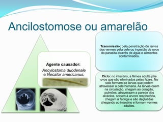Ancilostomose ou amarelão
Agente causador:
Ancylostoma duodenale
e Necator americanus.
Transmissão: pela penetração de larvas
dos vermes pela pele ou ingestão de ovos
do parasita através de água e alimentos
contaminados.
Ciclo: no intestino, a fêmea adulta põe
ovos que são eliminados pelas fezes. No
solo formam-se larvas que podem
atravessar a pele humana. As larvas caem
na circulação, chegam ao coração,
pulmões, atravessam a parede dos
alvéolos, sobem à árvore respiratória,
chegam à faringe e são deglutidas
chegando ao intestino e formam vermes
adultos.
 