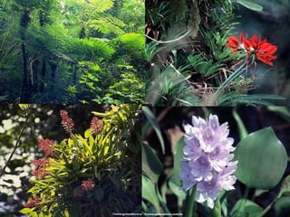 5a série   ecossistemas brasileiros