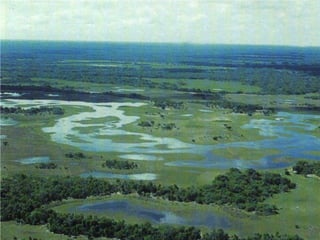 5a série   ecossistemas brasileiros