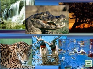 5a série   ecossistemas brasileiros