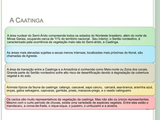 A CAATINGA

A área nuclear do Semi-Árido compreende todos os estados do Nordeste brasileiro, além do norte de
Minas Gerais, ocupando cerca de 11% do território nacional. Seu interior, o Sertão nordestino, é
caracterizado pela ocorrência da vegetação mais rala do Semi-árido, a Caatinga.


As áreas mais elevadas sujeitas a secas menos intensas, localizadas mais próximas do litoral, são
chamadas de Agreste.



A área de transição entre a Caatinga e a Amazônia é conhecida como Meio-norte ou Zona dos cocais.
Grande parte do Sertão nordestino sofre alto risco de desertificação devido à degradação da cobertura
vegetal e do solo.


Animais típicos da fauna da caatinga: calango, cascavel, sapo caruru, carcará, asa-branca, ararinha azul,
onças, gatos selvagens, capivaras, gambás, preás, macacos-prego, e o veado catingueiro

Os cactos são muito representativos da vegetação da caatinga. Mas não são os únicos representantes.
Mesmo com o curto período de chuvas, existe uma variedade de espécies vegetais. Entre elas estão o
mandacaru, a coroa-de-frade, o xique-xique, o juazeiro, o umbuzeiro e a aroeira.
 