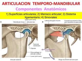 ARTICULACION TEMPORO-MANDIBULAR
Componentes Anatómicos
1) Superficies articulares; 2) Menisco articular; 3) Sistema
ligamentario; 4) Sinoviales
 