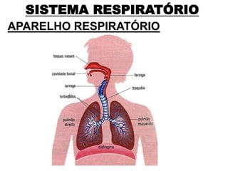 SISTEMA RESPIRATÓRIO
APARELHO RESPIRATÓRIO
 