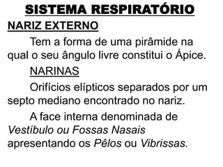 SISTEMA RESPIRATÓRIO
NARIZ EXTERNO
Tem a forma de uma pirâmide na
qual o seu ângulo livre constitui o Ápice.
NARINAS
Orifícios elípticos separados por um
septo mediano encontrado no nariz.
A face interna denominada de
Vestíbulo ou Fossas Nasais
apresentando os Pêlos ou Vibrissas.
 