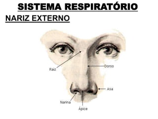 SISTEMA RESPIRATÓRIO
NARIZ EXTERNO
 