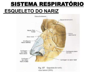 SISTEMA RESPIRATÓRIO
ESQUELETO DO NARIZ
 