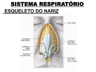 SISTEMA RESPIRATÓRIO
ESQUELETO DO NARIZ
 