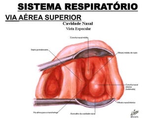 SISTEMA RESPIRATÓRIO
VIA AÉREA SUPERIOR
 