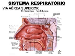 SISTEMA RESPIRATÓRIO
VIA AÉREA SUPERIOR
 