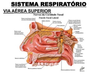 SISTEMA RESPIRATÓRIO
VIA AÉREA SUPERIOR
 