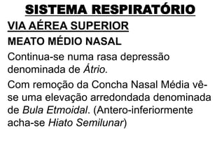 SISTEMA RESPIRATÓRIO
VIA AÉREA SUPERIOR
MEATO MÉDIO NASAL
Continua-se numa rasa depressão
denominada de Átrio.
Com remoção da Concha Nasal Média vê-
se uma elevação arredondada denominada
de Bula Etmoidal. (Antero-inferiormente
acha-se Hiato Semilunar)
 