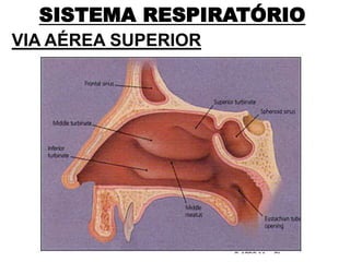 SISTEMA RESPIRATÓRIO
VIA AÉREA SUPERIOR
 