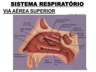 SISTEMA RESPIRATÓRIO
VIA AÉREA SUPERIOR
 
