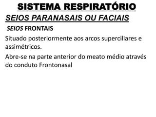 SISTEMA RESPIRATÓRIO
SEIOS PARANASAIS OU FACIAIS
SEIOS FRONTAIS
Situado posteriormente aos arcos superciliares e
assimétricos.
Abre-se na parte anterior do meato médio através
do conduto Frontonasal
 