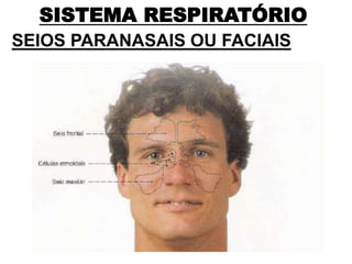 SISTEMA RESPIRATÓRIO
SEIOS PARANASAIS OU FACIAIS
 