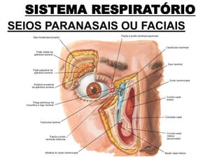 SISTEMA RESPIRATÓRIO
SEIOS PARANASAIS OU FACIAIS
 