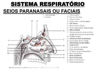 SISTEMA RESPIRATÓRIO
SEIOS PARANASAIS OU FACIAIS
 