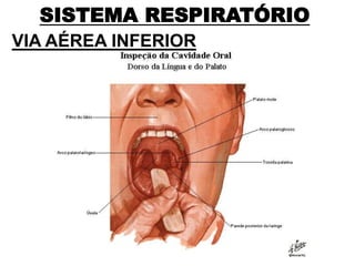 SISTEMA RESPIRATÓRIO
VIA AÉREA INFERIOR
 