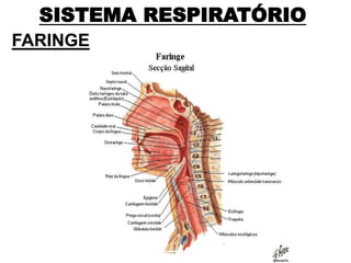SISTEMA RESPIRATÓRIO
FARINGE
 