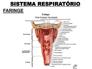 SISTEMA RESPIRATÓRIO
FARINGE
 