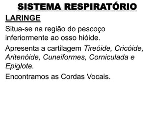 SISTEMA RESPIRATÓRIO
LARINGE
Situa-se na região do pescoço
inferiormente ao osso hióide.
Apresenta a cartilagem Tireóide, Cricóide,
Aritenóide, Cuneiformes, Corniculada e
Epiglote.
Encontramos as Cordas Vocais.
 
