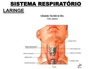 SISTEMA RESPIRATÓRIO
LARINGE
 