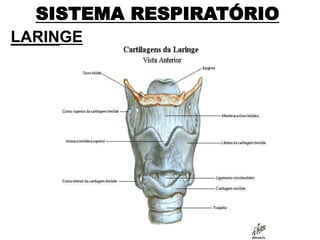 SISTEMA RESPIRATÓRIO
LARINGE
 