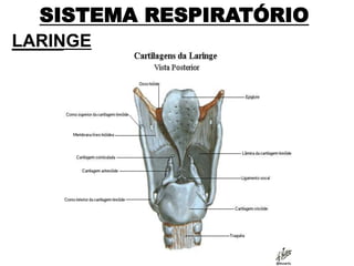 SISTEMA RESPIRATÓRIO
LARINGE
 