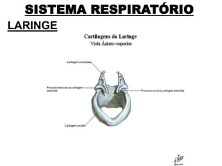 SISTEMA RESPIRATÓRIO
LARINGE
 