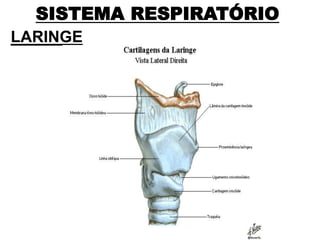 SISTEMA RESPIRATÓRIO
LARINGE
 