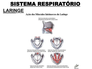 SISTEMA RESPIRATÓRIO
LARINGE
 