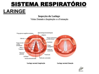 SISTEMA RESPIRATÓRIO
LARINGE
 